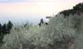 Croatia, Middle Dalmatia,  - Plot, for sale