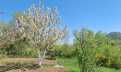 Croatia, Middle Dalmatia, Split - House, for sale